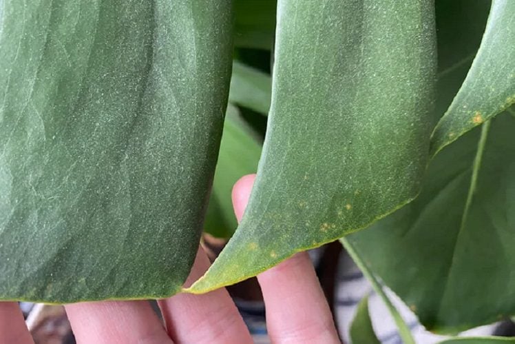 preventing fungus on monstera leaves