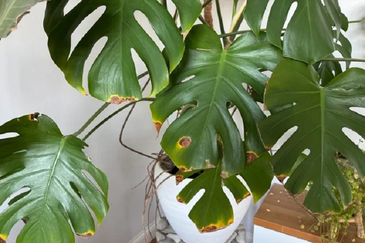 signs of overwatering your monstera
