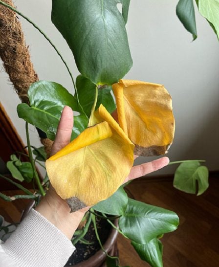 signs of overwatering your monstera