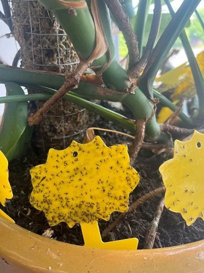 signs of overwatering your monstera