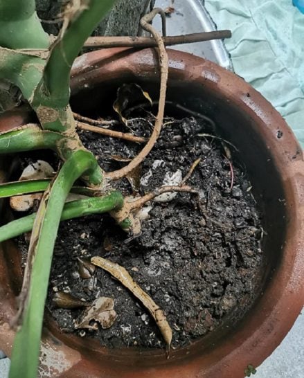 signs of overwatering your monstera