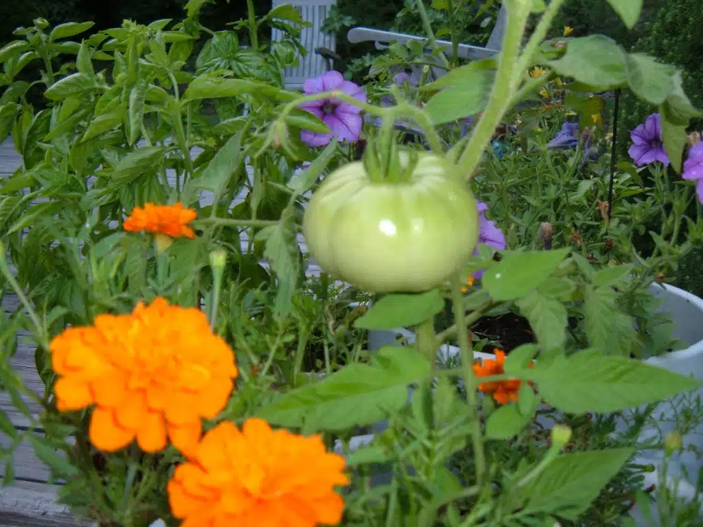 marigolds with tomatoes companion planting benefits