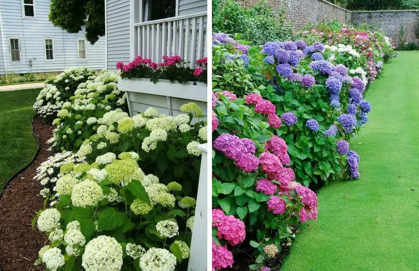 how to grow hydrangeas from cuttings step by step for beginners