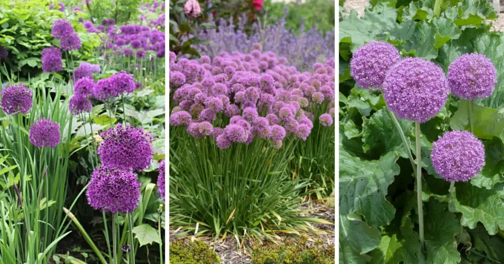 how to grow ornamental allium bulbs in your garden step by step guide