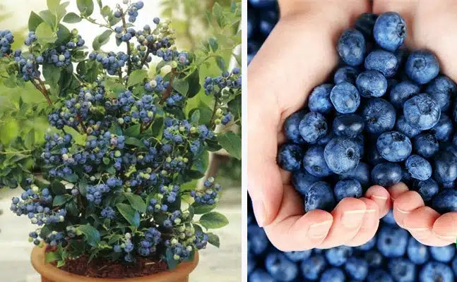 I grow endless blueberries at home using this simple cutting method. Learn the exact steps, soil mix, and tips I use for huge harvests every year.