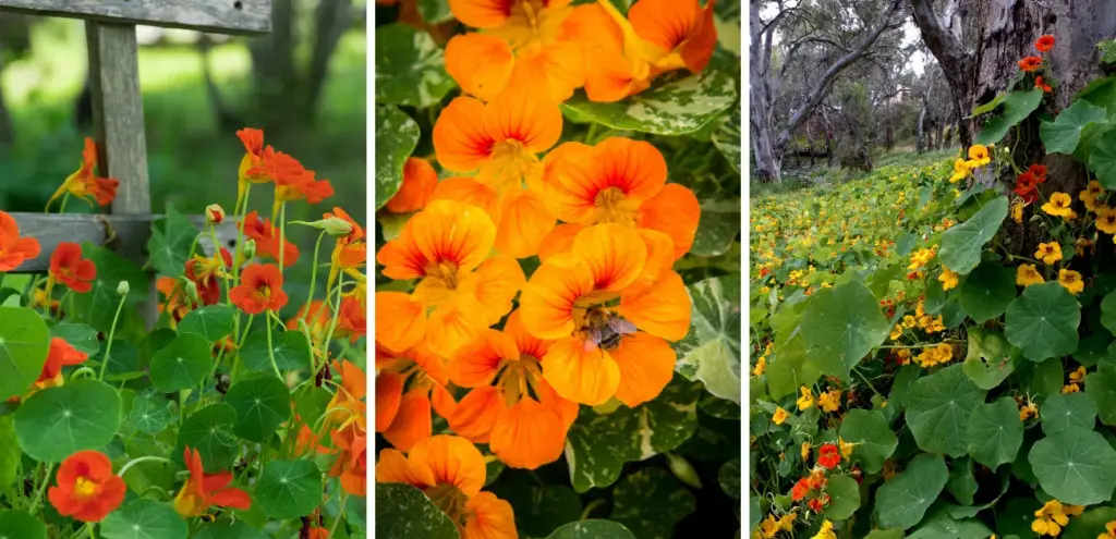 20 Excellent Benefits & Uses of Nasturtium in The Garden