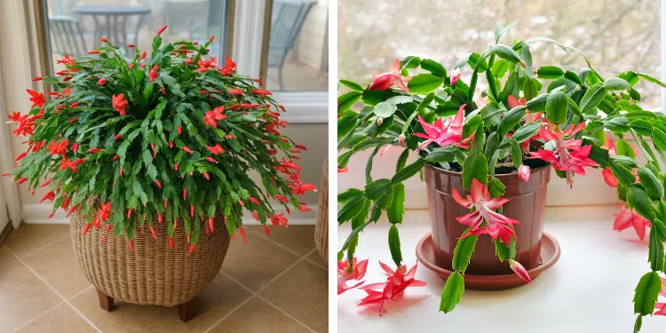 September care for Christmas cactus to boost holiday blooms
