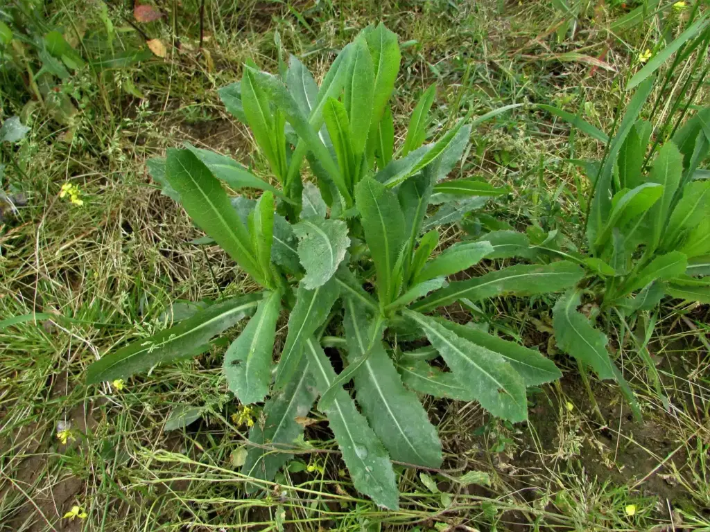wild lettuce herb backyard natural pain relief guide