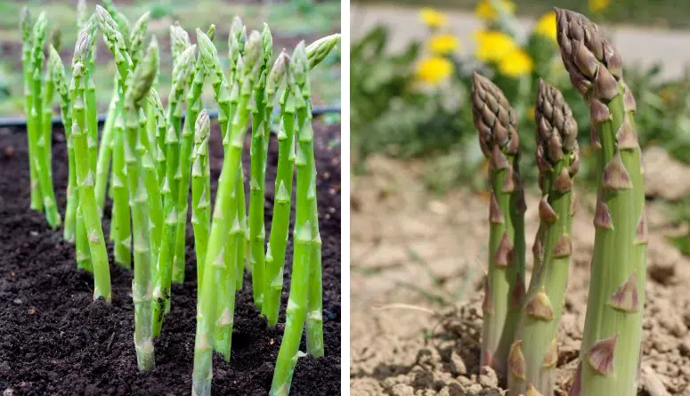 how to plant asparagus once and harvest for 30 years step by step
