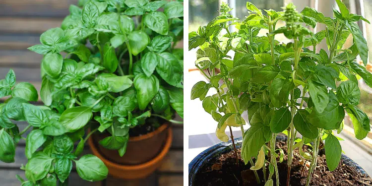 how to grow big basil plants in a pot step by step