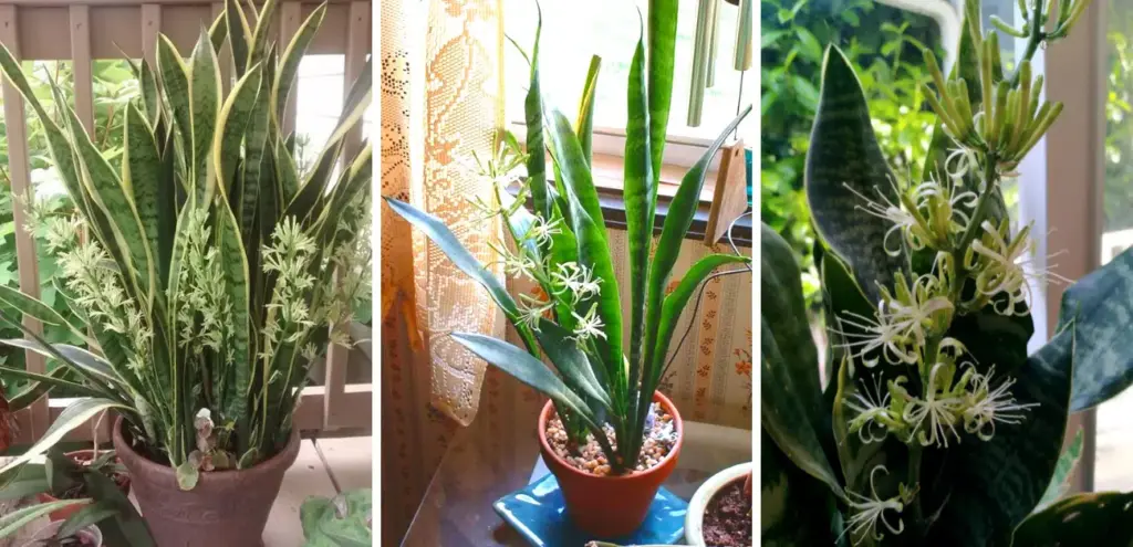 How to Make a Snake Plant to Bloom (Highly Fragrant & Rare)
