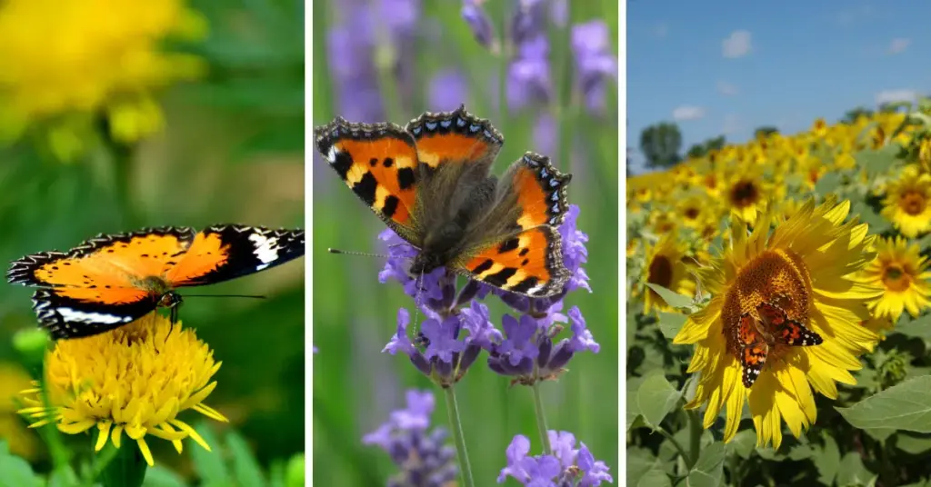 how to attract butterflies to backyard garden naturally