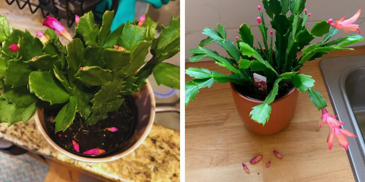 why is my Christmas cactus dropping buds and how to fix it