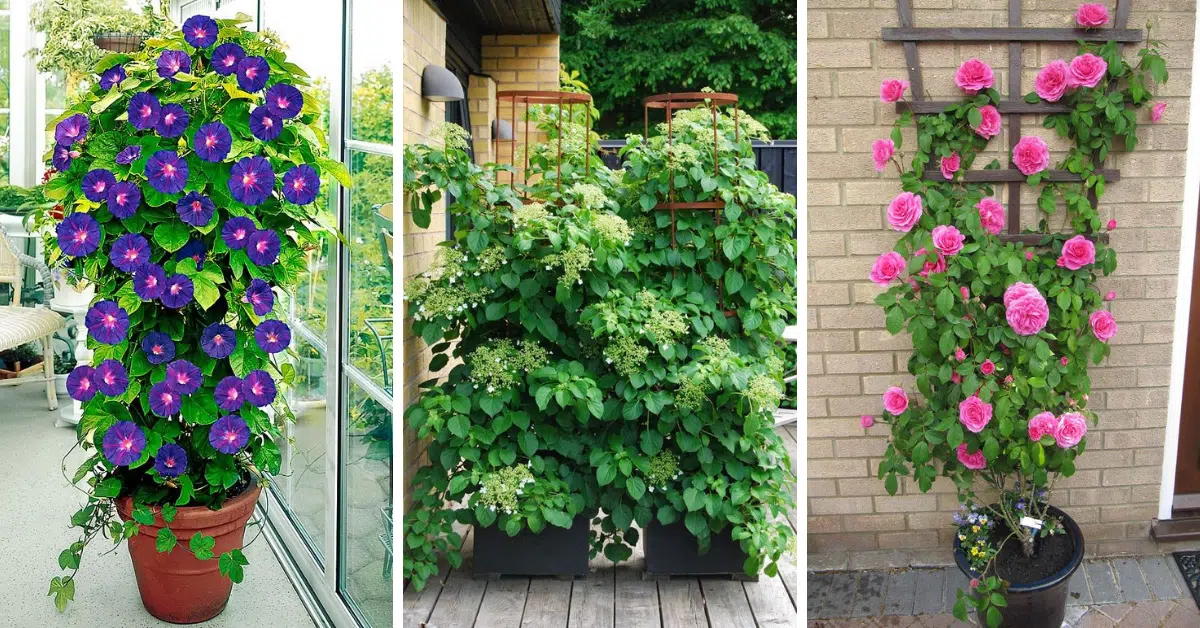 best climbing plants for container gardening on balconies and small spaces