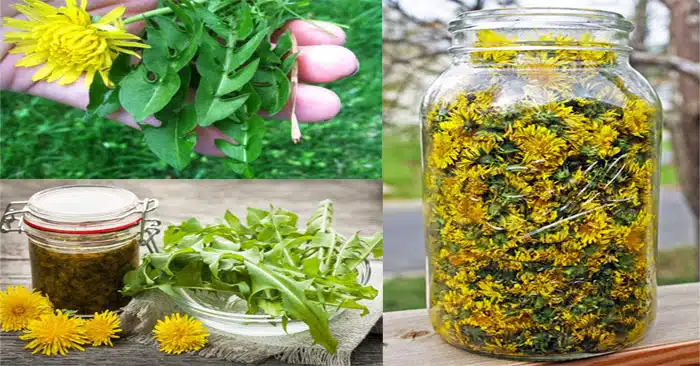 health benefits of dandelion for digestion