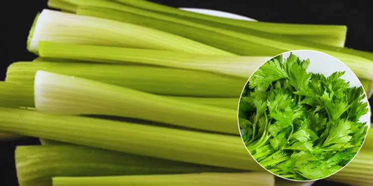 celery benefits when eaten daily for a week