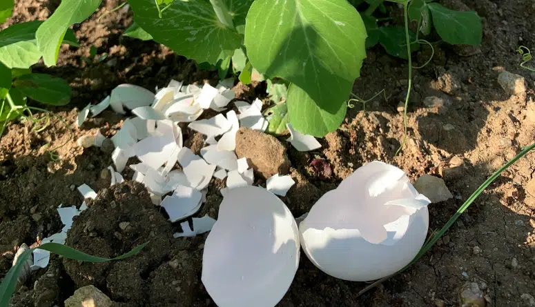 how to use eggshells effectively in garden soil for calcium and plant health