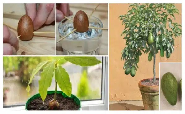 Learn how I grow a healthy avocado tree in a small pot using simple expert methods, beginner friendly tips, and practical care steps for strong growth.