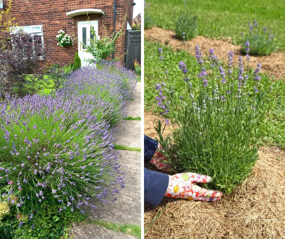how to plant a lavender hedge for fragrance ease and pollinators