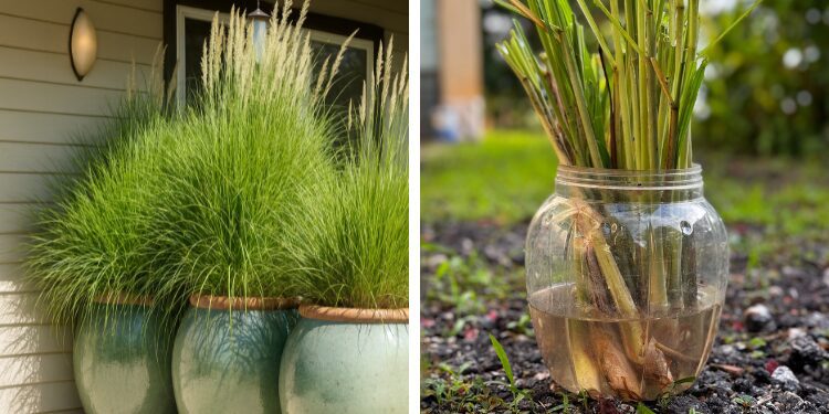 how to plant and care for lemongrass around a patio edge