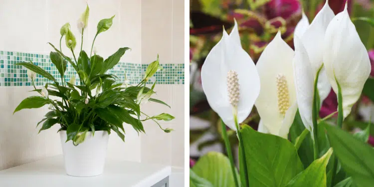 why I use peace lilies to prevent mould in bathrooms and laundry rooms