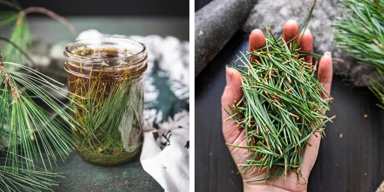 how to make pine needle oil for lung health and immunity