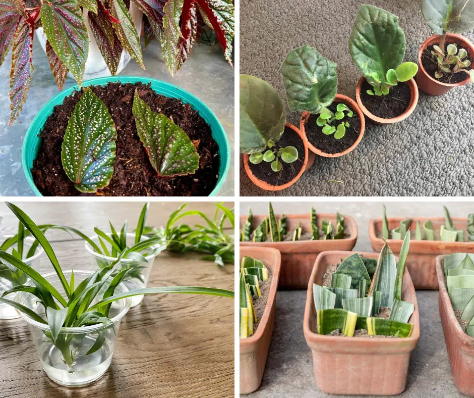 how to regrow plants from leaves at home naturally