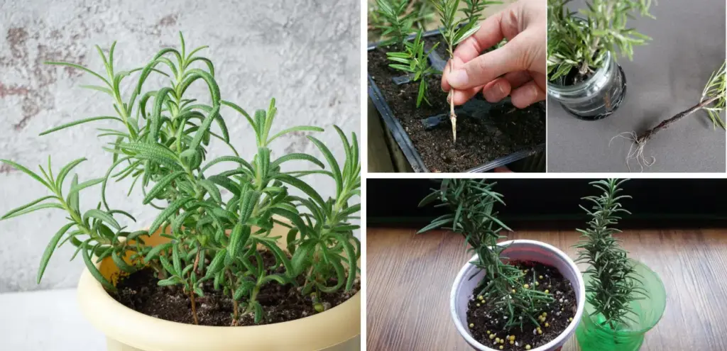How To Propagate Rosemary: Turn One Plant Into Dozens