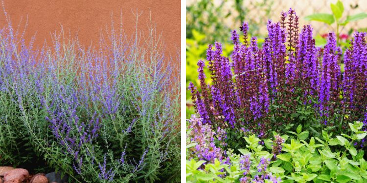 how to keep russian sage blooming all summer and into fall in your garden