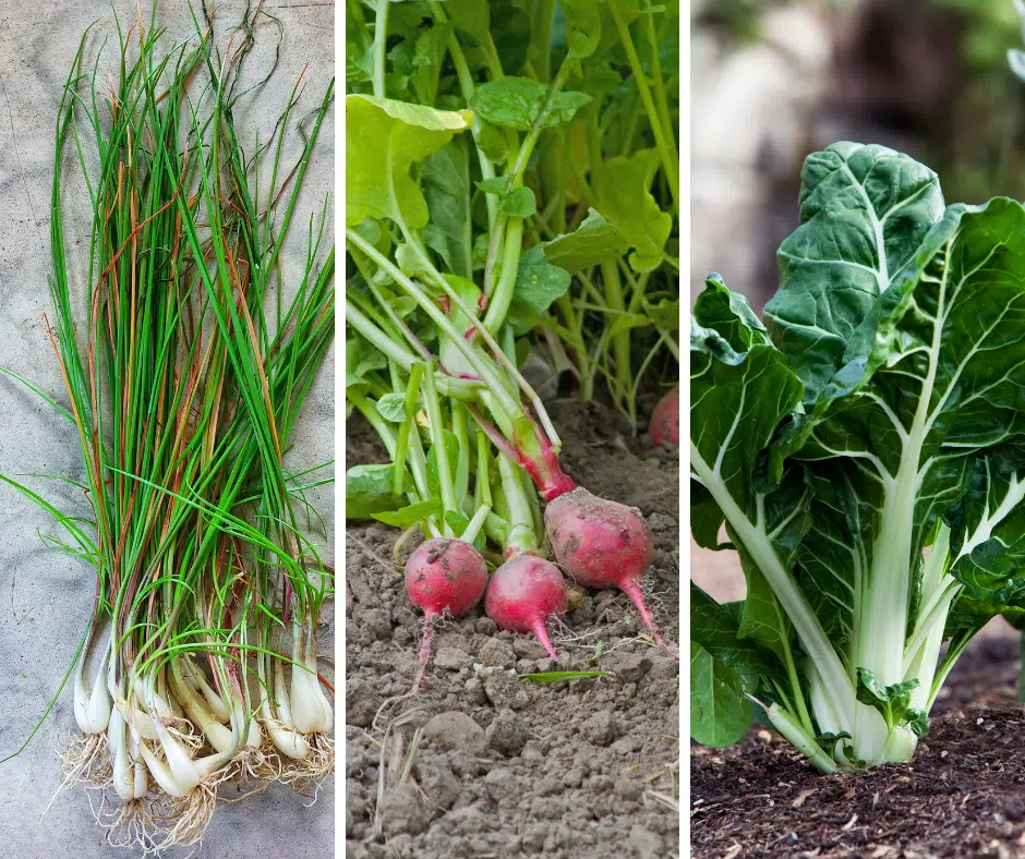 vegetables to plant in September for cool‑season harvest