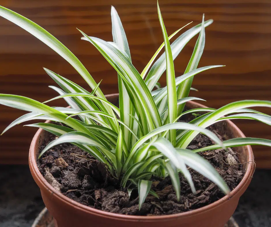 benefits of having a spider plant at home for air purification and easy care