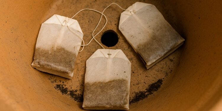 Don’t Toss That Tea Bag – Tuck It in a Pot Instead (Here’s Why)