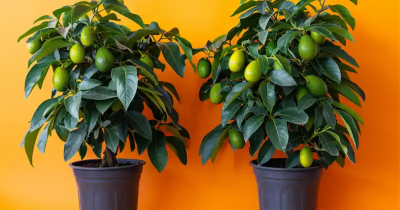 how to grow avocado trees commercially from soil preparation to harvest