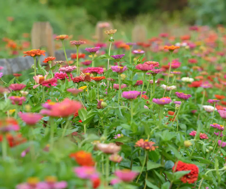 how to grow vibrant zinnias in home gardens for long‑lasting blooms