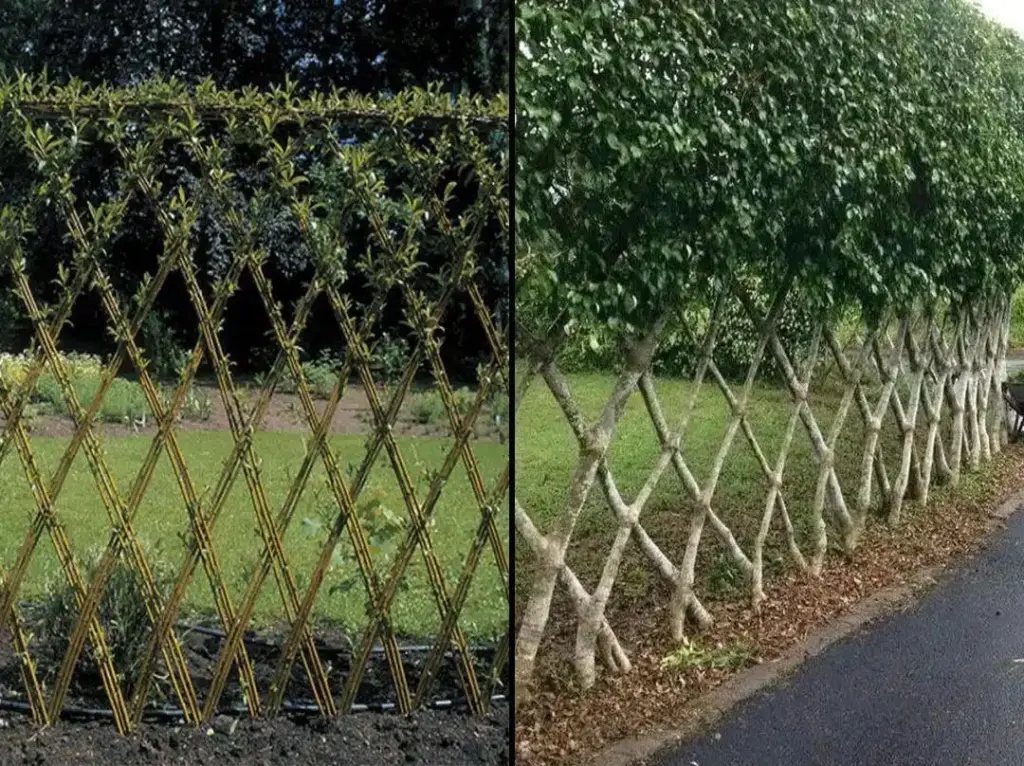 how to build a living fence for a garden privacy screen