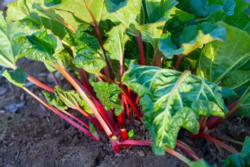 how to use whole rhubarb plant for food and garden