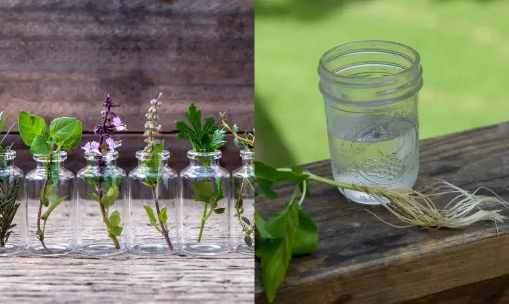 how to grow kitchen herbs in water indoors all year round