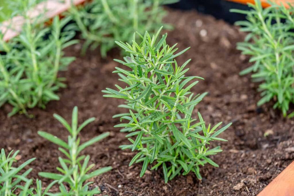 how to propagate rosemary cuttings successfully at home