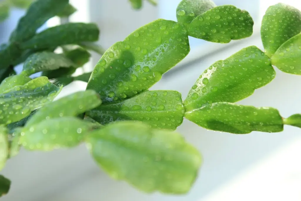 how to grow kitchen herbs in water indoors all year round