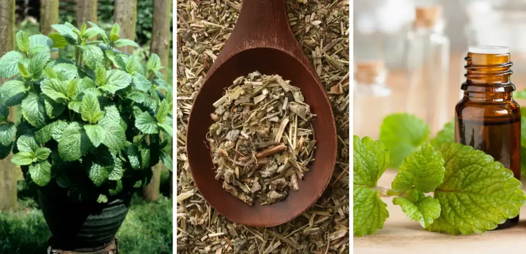 how to grow lemon balm herb and benefit from lemon balm for health and garden