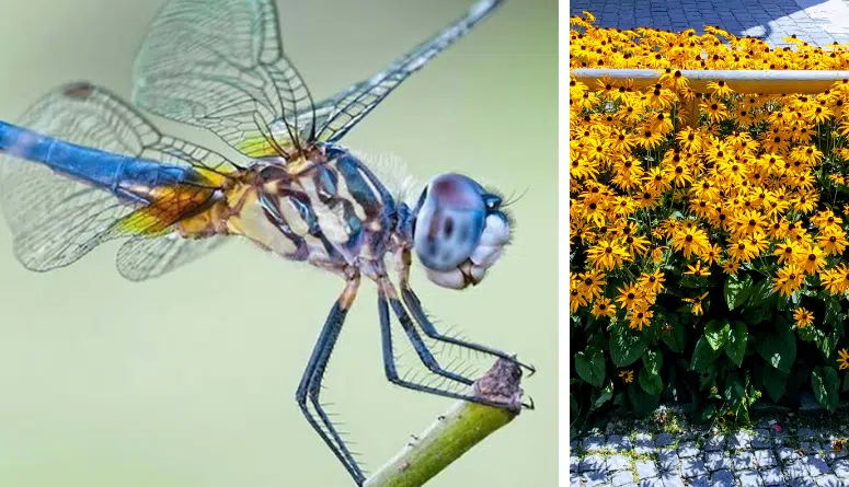how to attract dragonflies to your garden for natural mosquito control