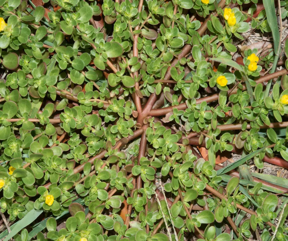 how to grow and use purslane for health and kitchen cooking