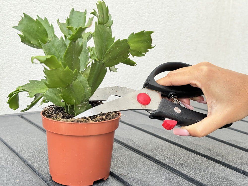 how to know when to prune a christmas cactus for fuller growth