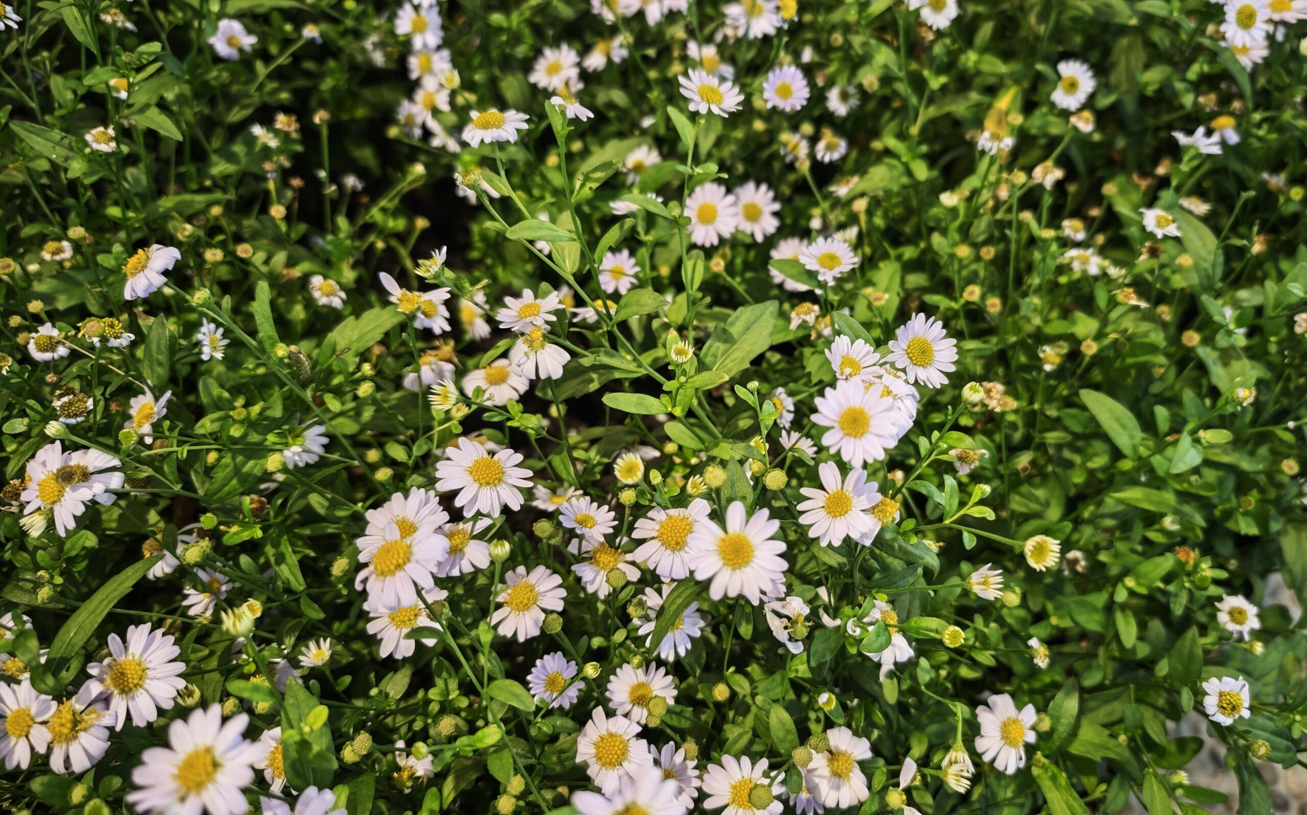 chamomile lawn