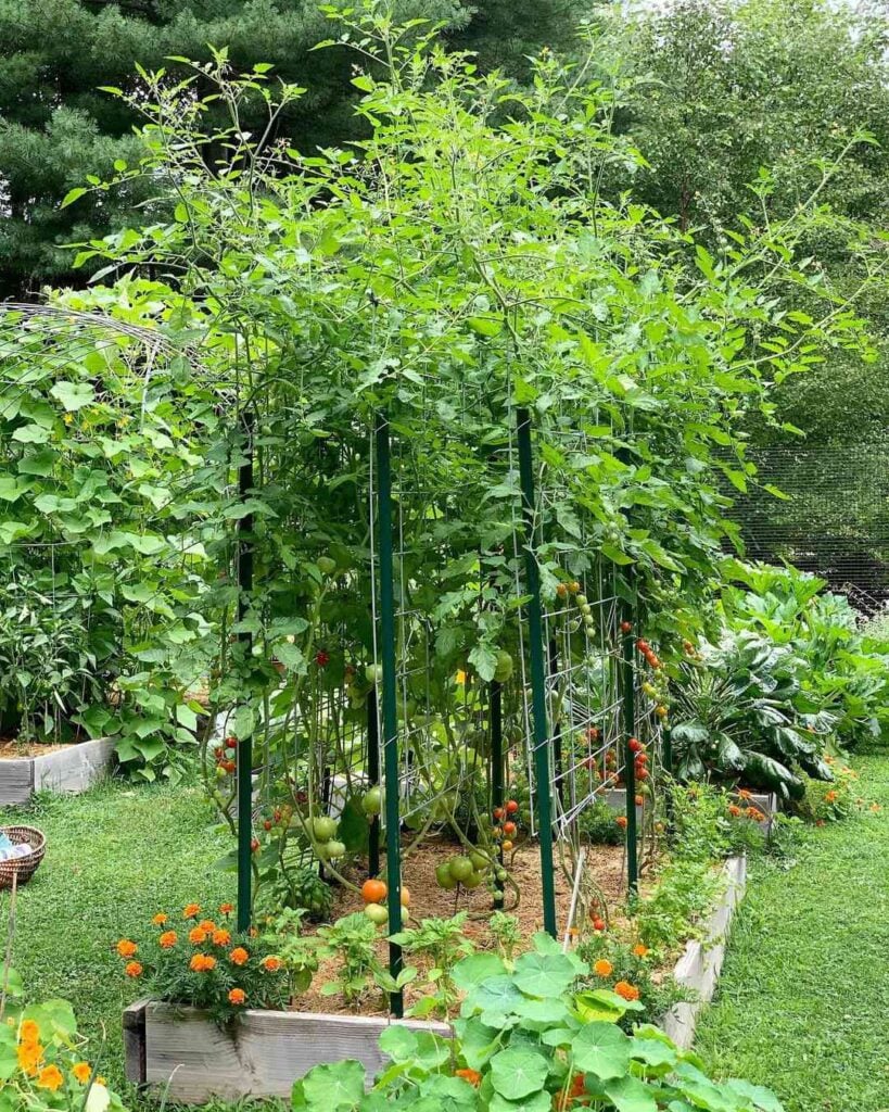 Step 5: Training the Tomato Plants to Climb
