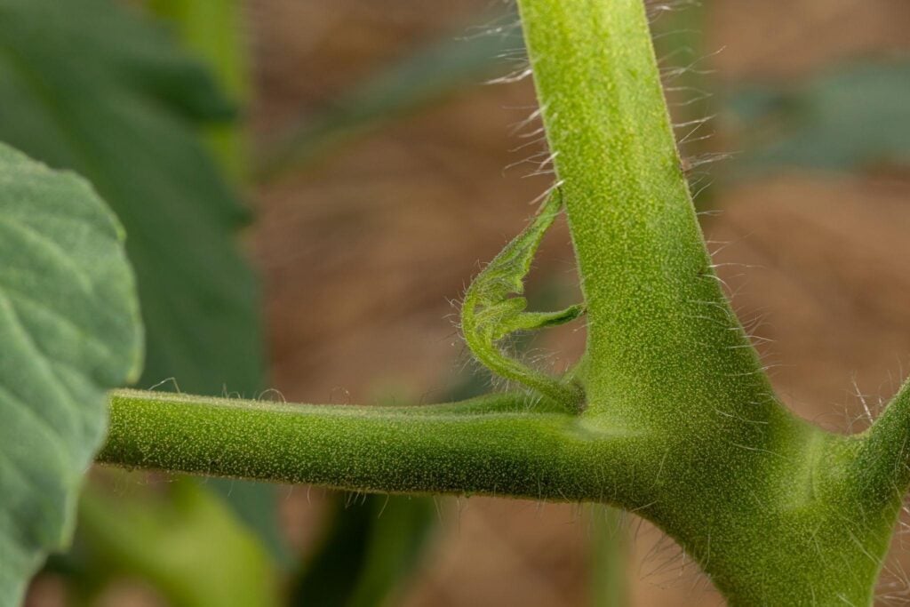 What Are Tomato Suckers and Why They Matter