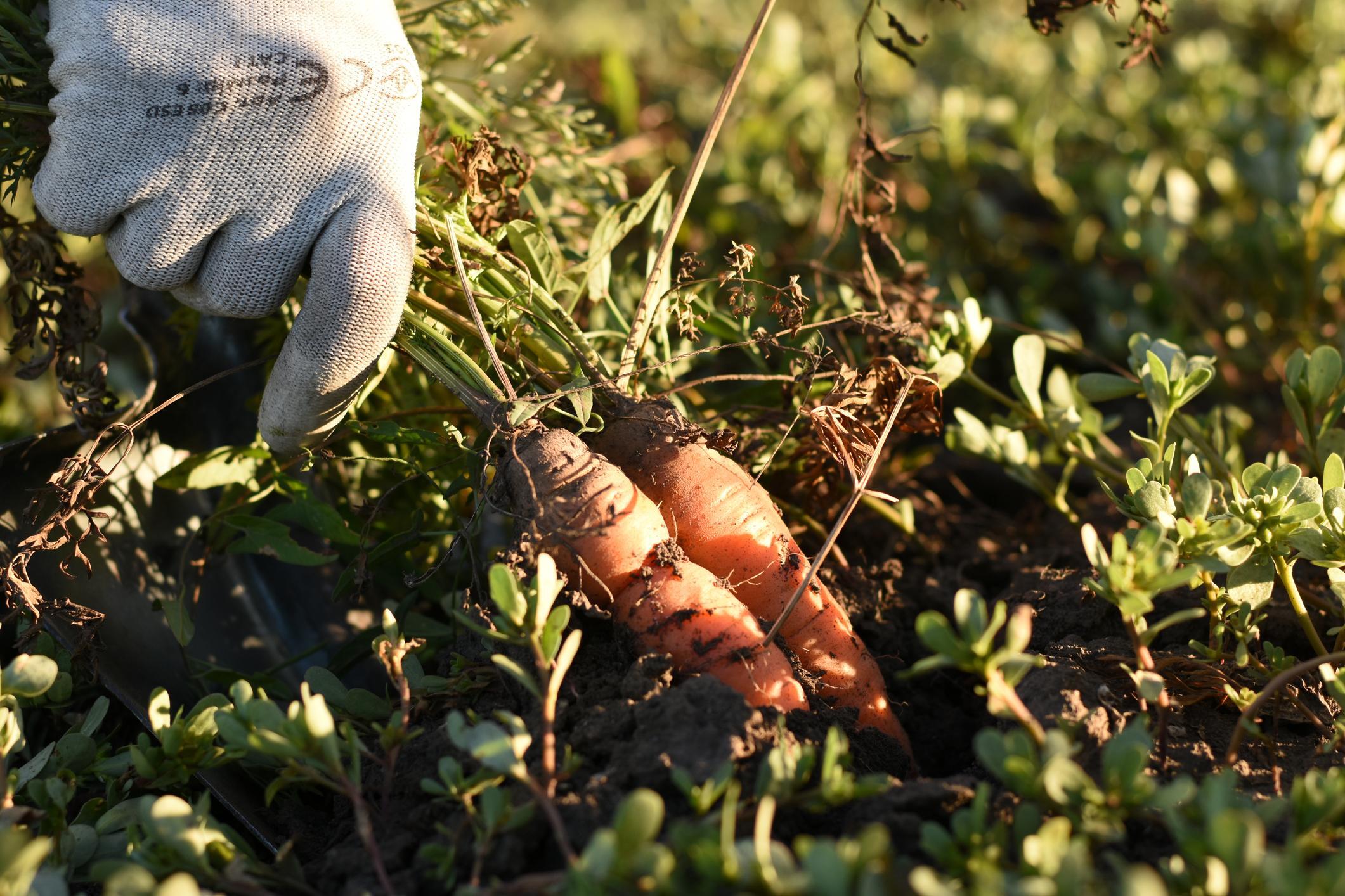 when to harvest carrots