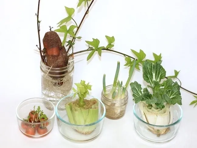 kitchen scrap gardening