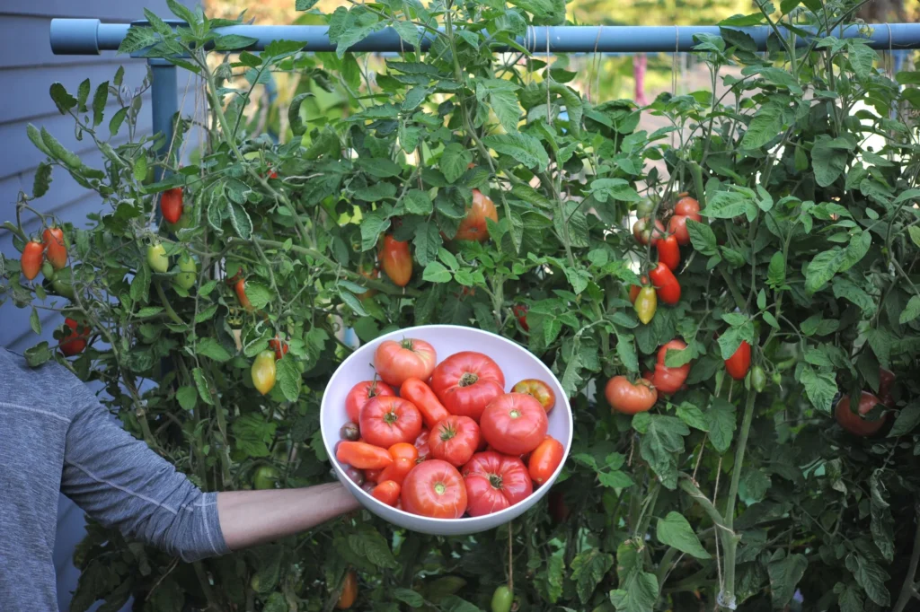 Why Tomatoes Grow Better With a Trellis