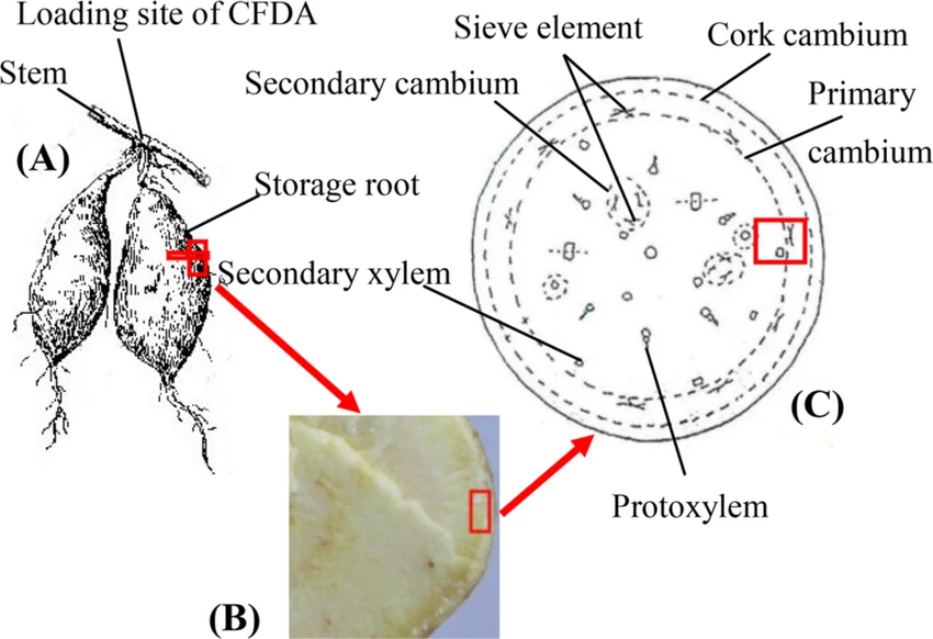 Why potatoes work well in vertical systems